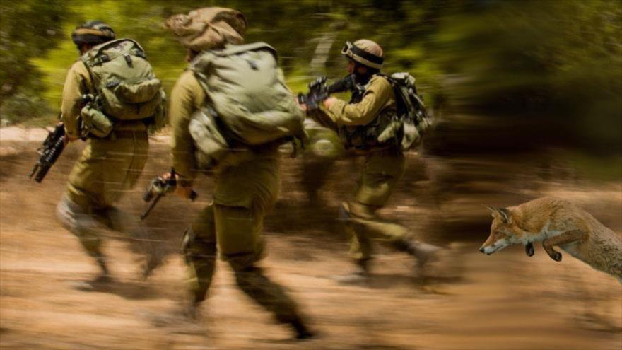Un zorro provoca la huida masiva de soldados israelíes.