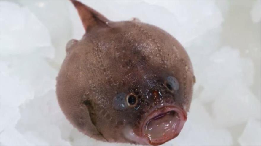 Hallaron estas nuevas especies en abismo marino — Tenebroso