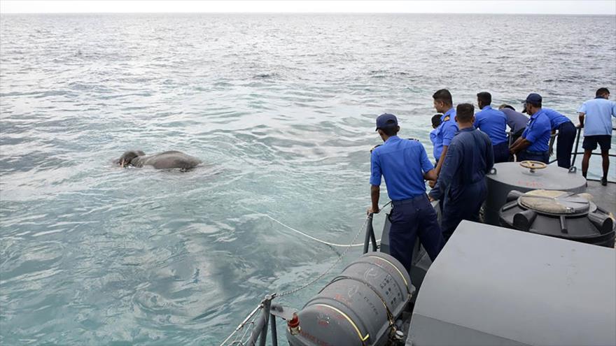 Rescatan a elefante en el mar