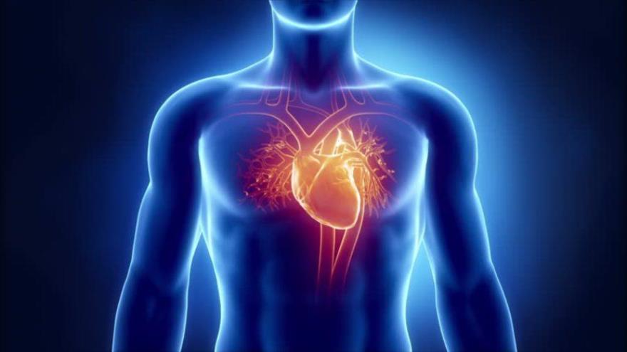 ¿Por qué tenemos el corazón a la izquierda del cuerpo? | HISPANTV