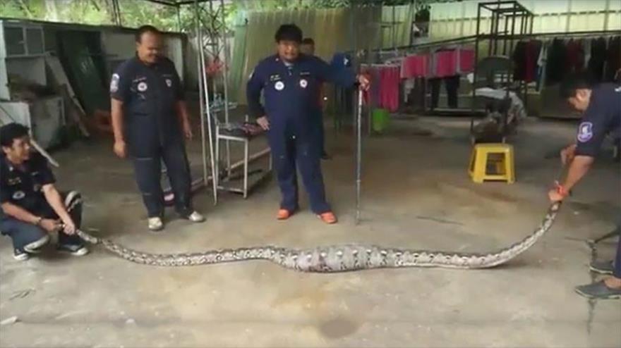 Sintió una vibración, rompió el piso y encontró con una enorme serpiente Sintió una vibración, rompió el piso y encontró con una enorme serpiente