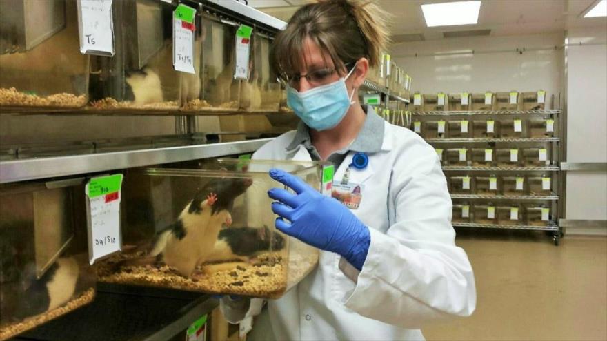 Una investigadora trabaja en un laboratorio con varias especies de animales.