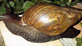 Hallan en Cuba uno de los caracoles más peligrosos del mundo