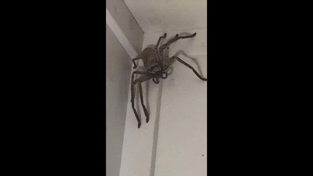 Foto: Una araña gigante invade una vivienda en Australia