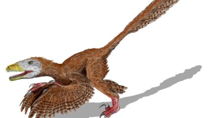 Dinosaurios evolucionaron hasta convertirse en aves' | HISPANTV