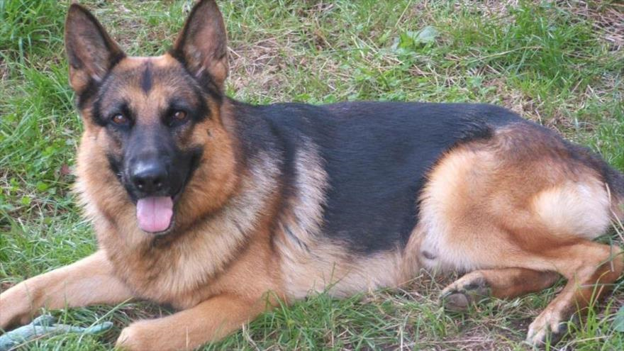 El perro, un pastor alemán llamado Frankie, puede detectar el cáncer de tiroides con su olfato