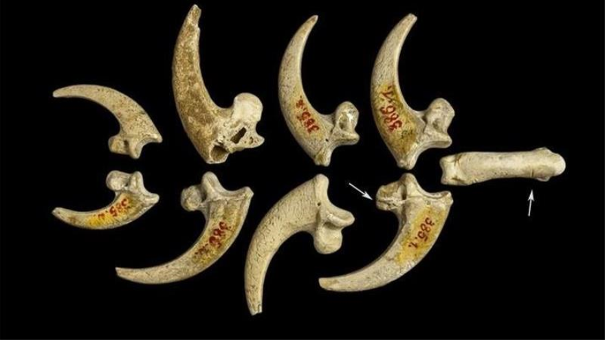 Las garras de águila de cola blanca de Krapina, en la actual Croacia