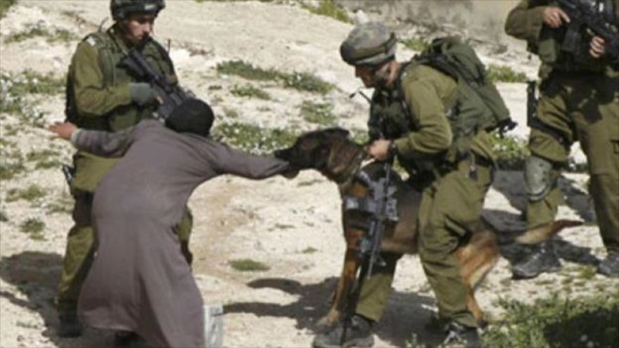 Fuerzas israelíes agreden a una mujer palestina con un perro