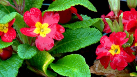 Irán - 1. Primavera en Teherán 2. Astronomía 3. Mahallat 4. Templo de Fuego en Yazd