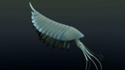 Hallan una langosta depredadora de 508 millones de años