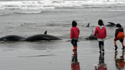 Quedan varados 150 delfines en una playa de Japón