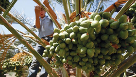 HRW denuncia abuso de niños palestinos en granjas israelíes