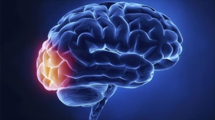 Deficiencia de vitamina E puede dañar el cerebro