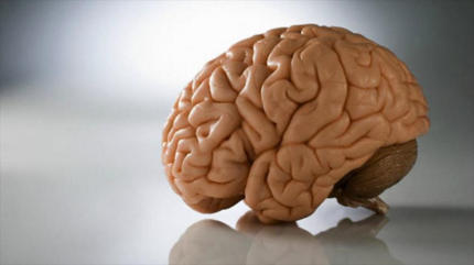 Identifican regiones del cerebro que generan ataque y defensa