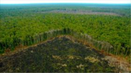 WWF advierte de pérdida de millones de hectáreas de bosques 