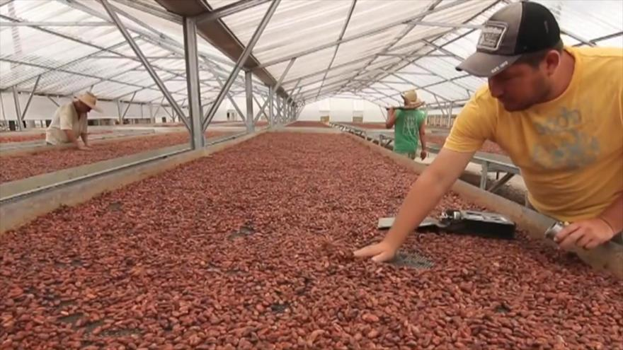 La Gran Historia - Escasez de cacao en Brasil