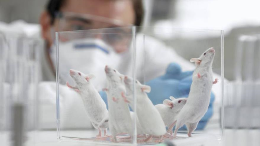 Científicos logran “rejuvenecer” cerebros de ratones adultos al trasplantar cierto tipo de neuronas embrionarias que expresan el neurotransmisor GABA.