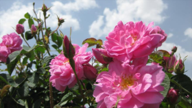 Irán - 1. Hacer agua de rosas en Kashan 2. Estilo de vida en Qeshm 3. Naturaleza de Teherán 