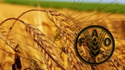 FAO alerta de desperdicio de alimentos y el medio ambiente