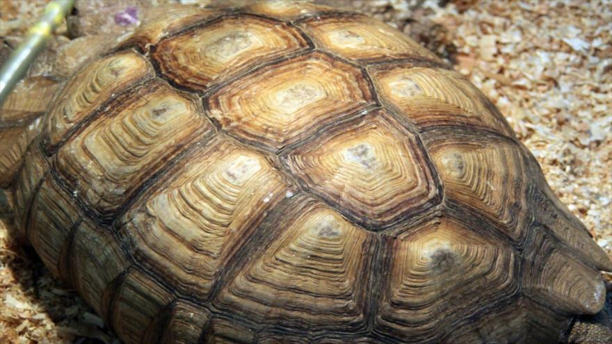 Paleontólogos descubrieron restos fósiles de una tortuga marina que existió hace 12,2 millones de años.