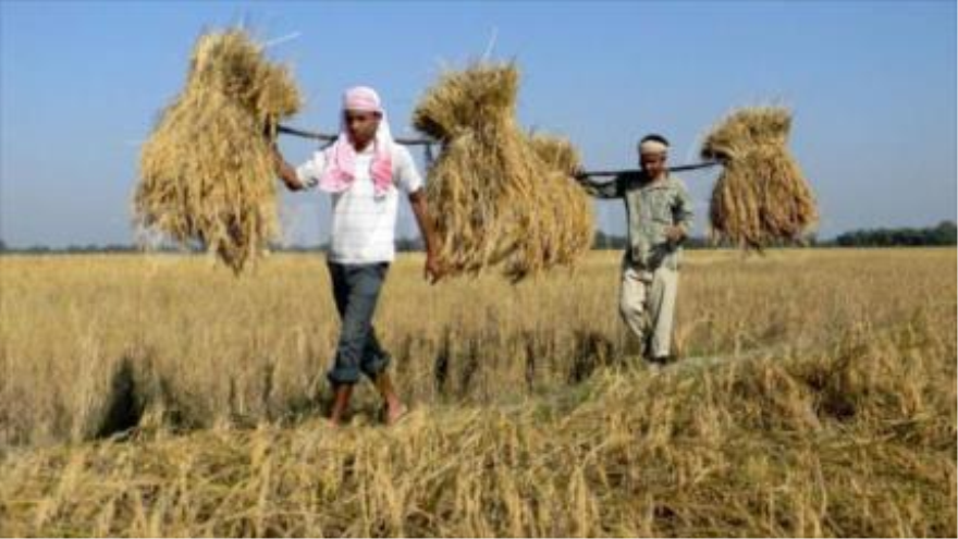 Alrededor de 1300 agricultores indios se han suicidado en el primer semestre de 2015.