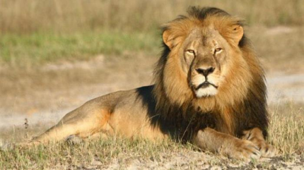 Zimbabue procesa a uno de los acusados de la muerte del popular león 