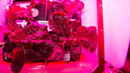 ¡Primera vez en el espacio! Astronautas cosechan y comen lechuga