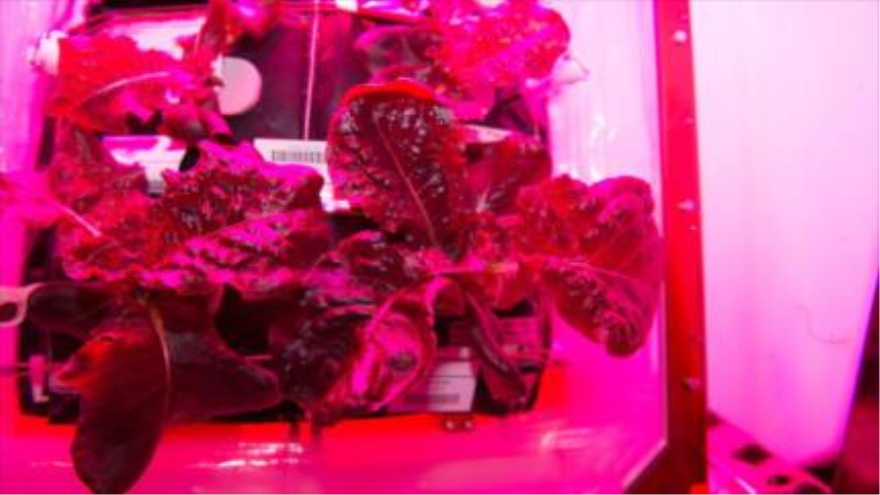 La lechuga cultivada en la Estación Espacial Internacional (EEI).
