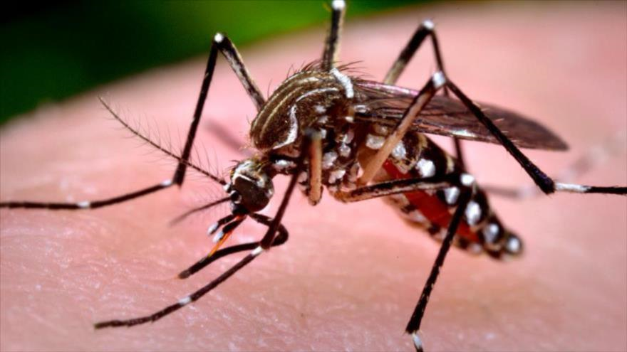 Mosquito Aedes aegypti, transmisor del dengue.
