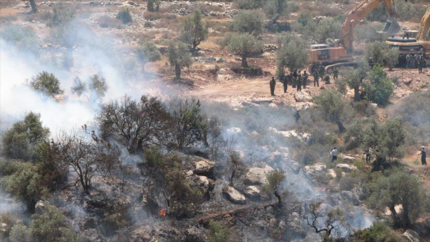 Fuerzas del régimen de Israel prenden fuego a olivos palestinos