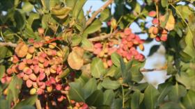 Irán - 1. Sisajt en Kohkiluye 2. Ali Vaksima 3. Varamin arte y artesanías 4. Caravasar Yanat