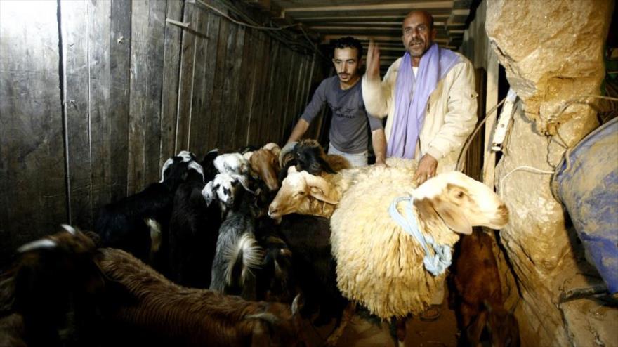 Palestinos usan uno de los túneles en la frontera con Egipto para trasladar ovejas a la asediada Franja de Gaza.