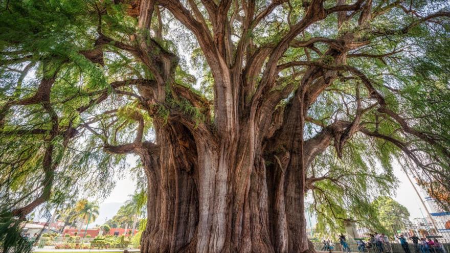 Presentan un árbol de la vida con 2,3 millones de especies