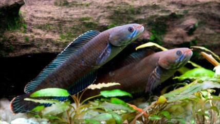 Pez andador figura entre cientos de especies halladas en Himalaya 