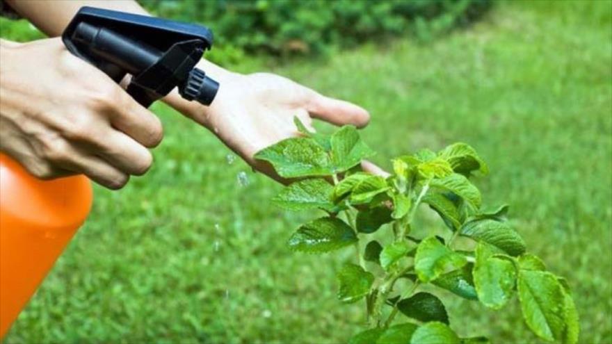 Científicos iraníes diseñan un nano-pesticida ecológico | HISPANTV