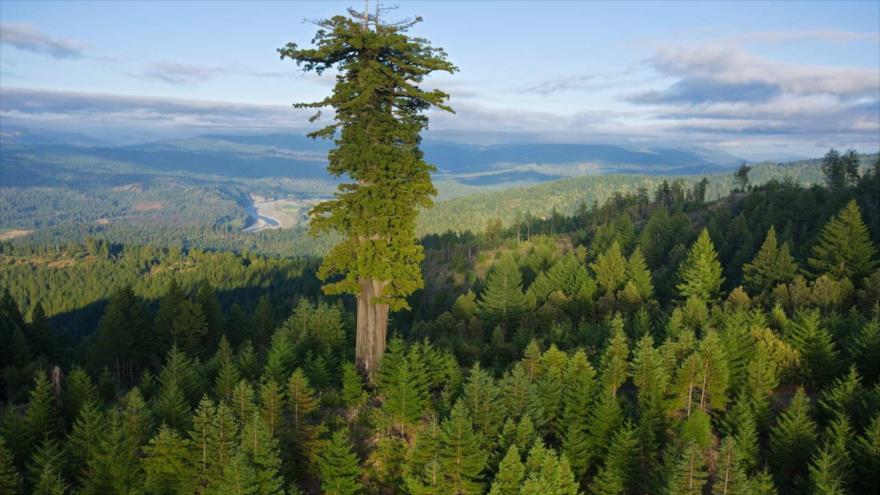 El árbol denominado Hyperión, con más d 115 metros de altura, se considera el árbol más alto del mundo.