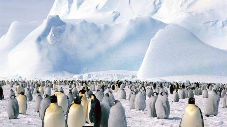 Glaciares de Antártida podrían desaparecer en menos de 100 años.