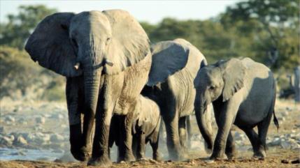  Cazadores furtivos matan a elefantes con cianuro en Zimbabue