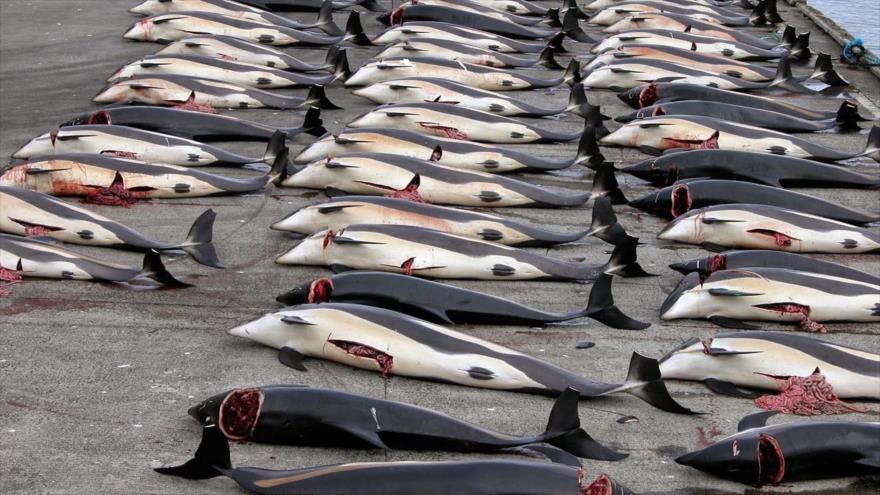 Mas De 30 Paises Protestan Contra La Caza De Ballenas De Japon Hispantv