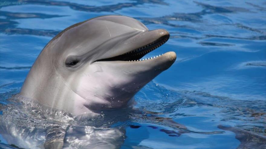 Descubren cómo los delfines ‘ven’ a los humanos | HISPANTV