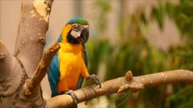 Irán - 1. Biryand 2. Comidas típicas de Azerbaiyán Oriental 3. Museo de artes gráficas 4. Aspectos de Irán: Jardín de Aves