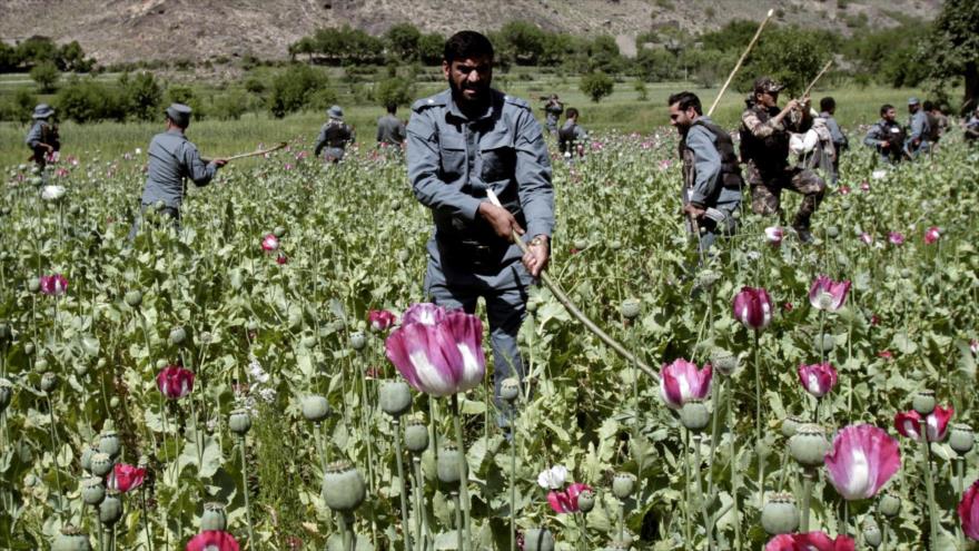Agentes afganos destruyen una planta adormidera.