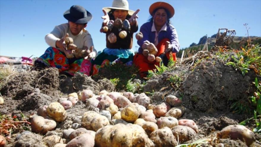 La papa se siembra y crece en Perú a diversas alturas, incluso a más de 4000 metros. 