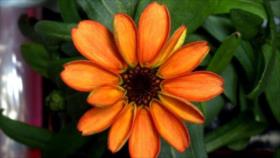 Astronautas cultivan la primera flor en el espacio