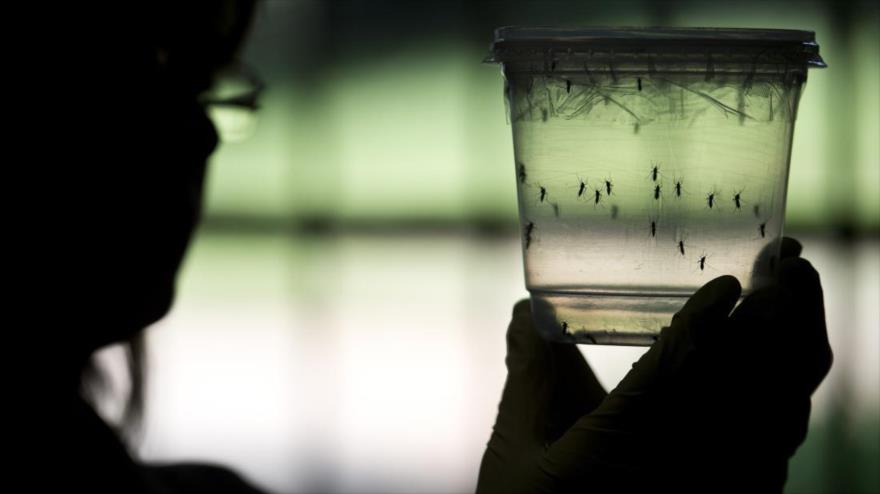 Una investigadora analiza los mosquitos Aedes aegypti, trasmisor del virus Zika, en un laboratorio en el Instituto de Ciencias Biomédicas de la Universidad de Sao Paulo (ICB/USP), Brasil, 8 de enero de 2016.