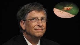 Bill Gates anuncia plan de € 4000 millones contra el paludismo 