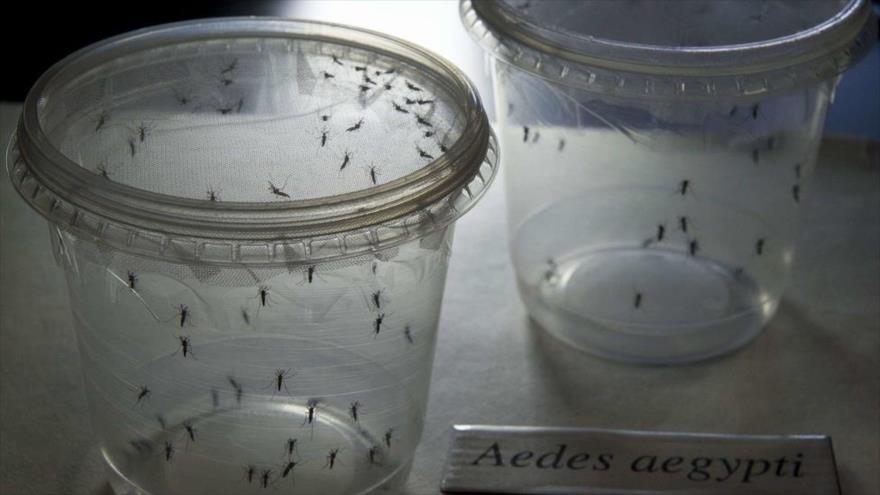 El virus Zika se transmite con el mismo mosquito transmisor de las enfermedades como dengue y la chicunguña.