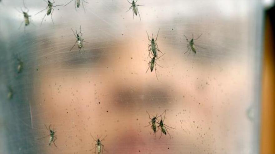 El virus del Zika es transmitido por mosquitos que proliferan en climas cálidos y lluviosos.