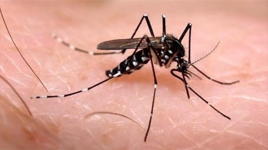 Mosquito Aedes Aegypti, causante del virus zika.