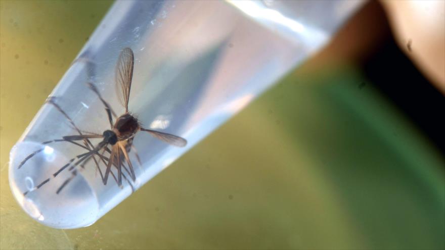 El mosquito Aedes Aegypty, transmisor del virus Zika.